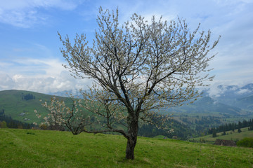 Lonely flowering tree in the mountains
