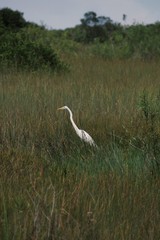 Fototapeta premium Bird.