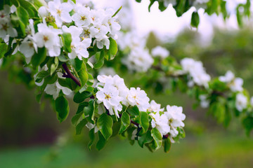 Flowering branch of pear forest .