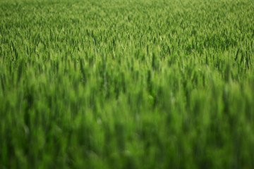 Ears of barley