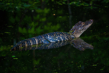 Gator Reflections