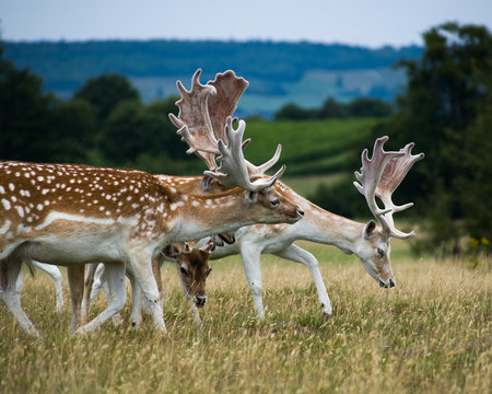 Knole - Deer