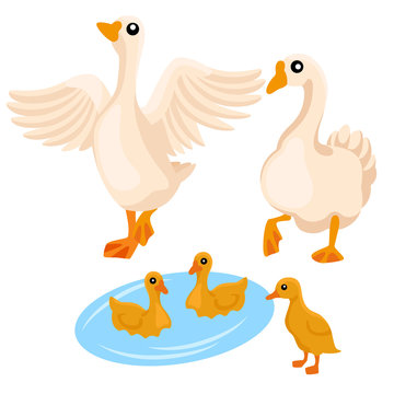 Family of white geese on the white background / Two adult geese with their ducklings in cartoon style
