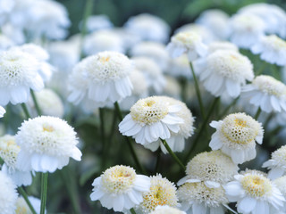 Chrysanthemum parthenium. Matricaria eximia. White miniature chrysanthemums in the autumn garden. Close-up.
