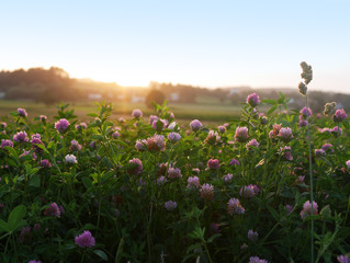 Kleefeld in der Abendsonne © Li-Bro