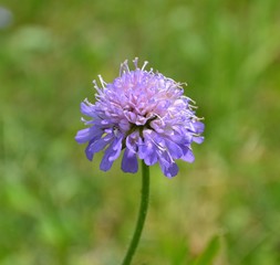scabieuse dans la prairie