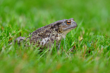 Fototapeta premium Mating frog sitting in the dewy grass