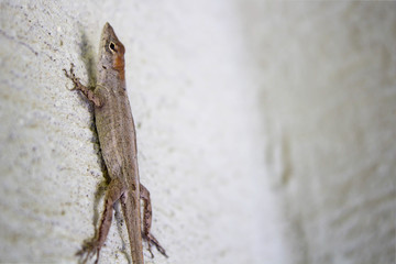 Lizard climbing on a wall