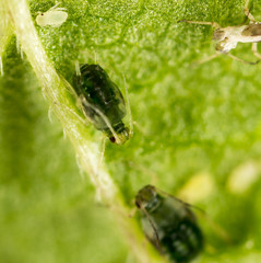 Aphids on a green leaf in nature