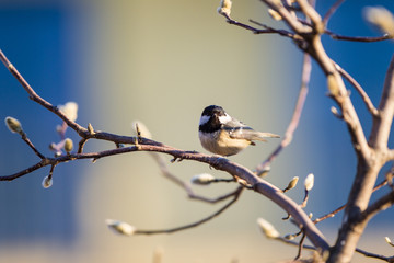 Cincia mora Periparus ater 