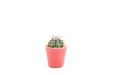 Cactus in the pot isolated on white background.