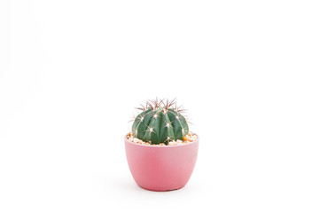 Cactus in the pot isolated on white background.