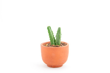 Cactus in the pot isolated on white background.