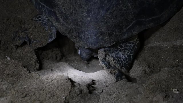 Mother sea turtle lays eggs on beach, close up