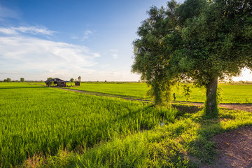 Fototapeta na wymiar Rice field with abandoned house and Jujube tree