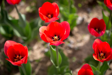 Beautiful red tulips in nature