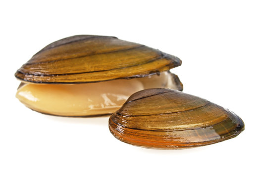 freshwater clam