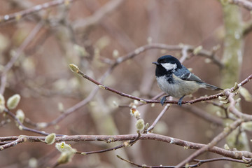 Cincia mora Periparus ater 