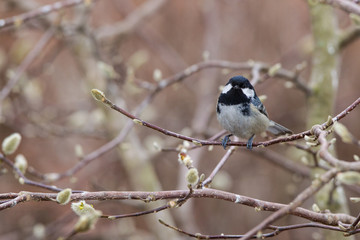 Cincia mora Periparus ater 