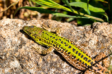 Green lizard (Reptile Podarcis Siculus)