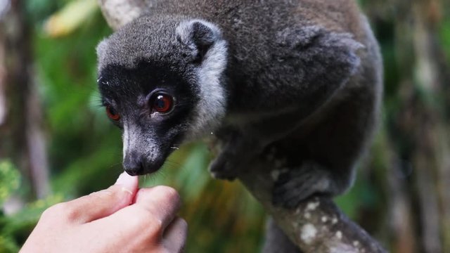 Mongoose lemur eats from human hand, close up