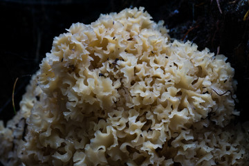 Cauliflower Fungus or Brain Fungus