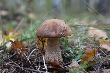 Mushroom podberezovik (Leccinum scabrum) in the forest
