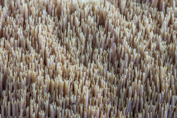 Ramaria Stricta