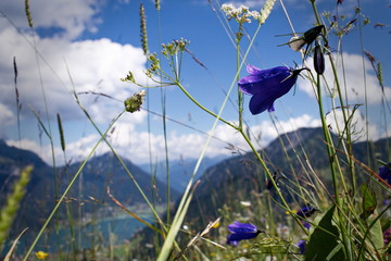 Alpen Blumen über dem Achensee - 166621984