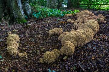 Ramaria Stricta