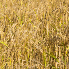Field of ripe golden wheat