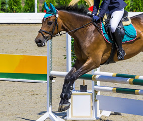 Bay dressage horse and girl performing jump at show jumping competition. Equestrian sport background. Bay horse portrait during dressage competition. 