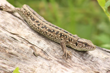 Lizard sitting on log.