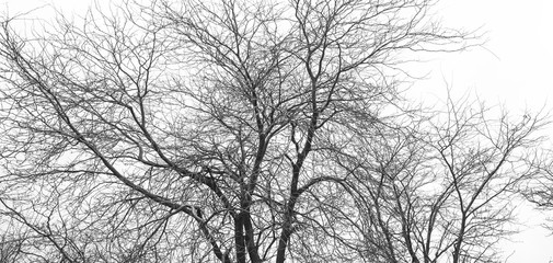 Fototapeta na wymiar Outline of black tree branches