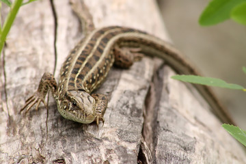 Lizard sitting on log.