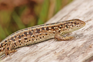 Lizard sitting on log.