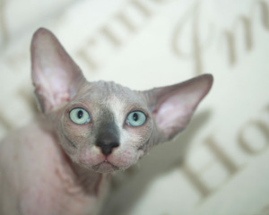 sphinx hairless cat