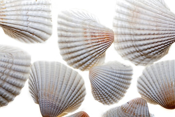 Seashells, White bivalve cockle shells. Close up against white background.