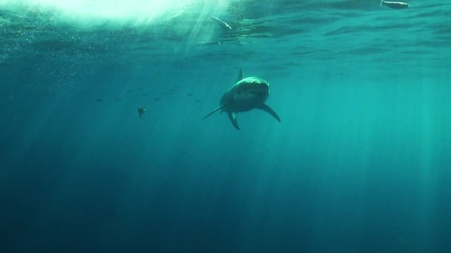 Great white shark swims by surface, POV