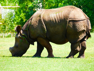 Fototapeta premium Rhinoceros 