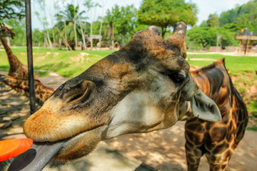 Feeding giraffe in captivity