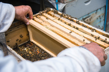 The beekeeper keeps a frame with honey sealed with wax