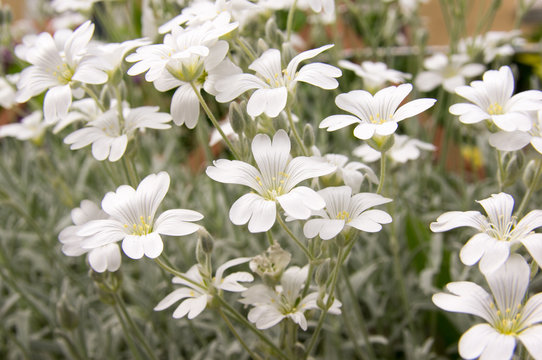 Fototapeta Lawn in pastel shades with white flowers