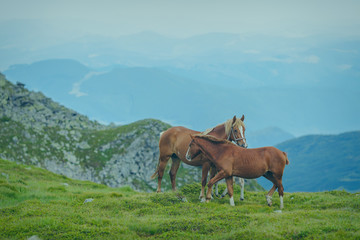 Fototapeta na wymiar Horses in the green foothills