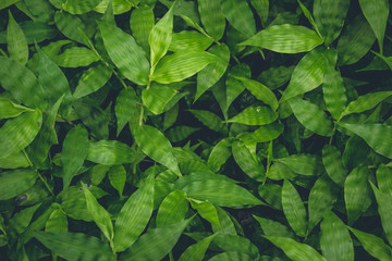 Fototapeta na wymiar Top view of green plants growing background