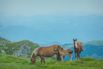 Fototapeta na wymiar Horse grazing in a meadow Ukrainian Carpathian mountain valley.