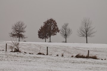 Jesienne drzewa na śniegu - 166623194
