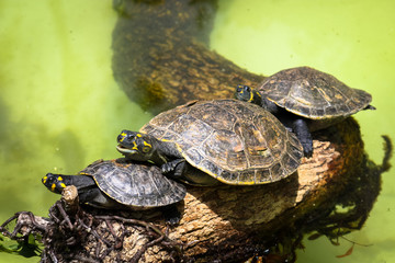 Yellow-spotted Amazon river turtle (Podocnemis unifilis) on top of a tree branch and against a green background from a water pond.