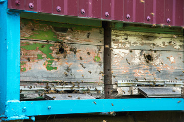 Hives in the apiary with bees flying on the landing boards.