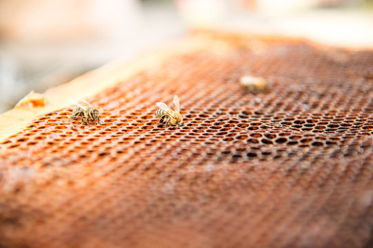 Dead bees, covered with dust and mites on an empty honeycomb from a beehive in decline
